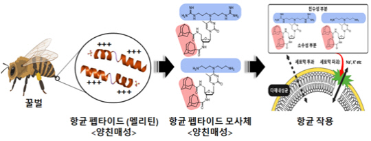 기초지원연은 다제 내성균에 강한 활성을 가진 천연 항생물질을 모방한 저분자 화합물을 개발했다.